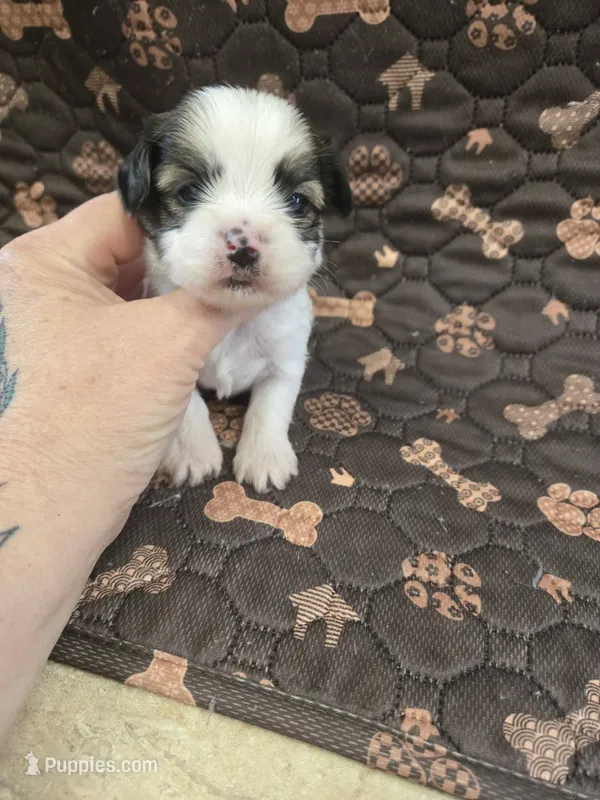 mack – Shorkie puppy for sale in Edwardsville, IL