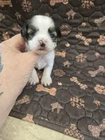 mack, a male Shorkie for sale in Edwardsville, IL – 2 of 3