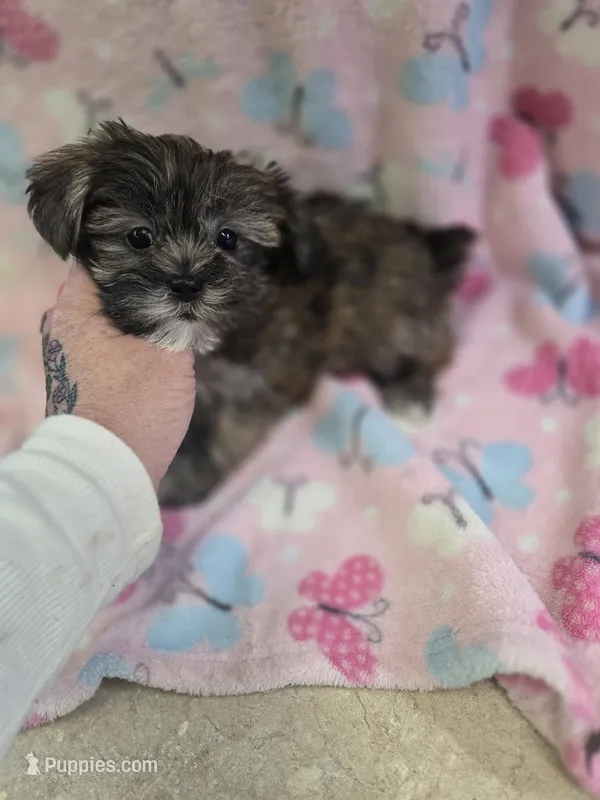 kora – Shih Tzu, Shorkie puppy for sale in Edwardsville, IL