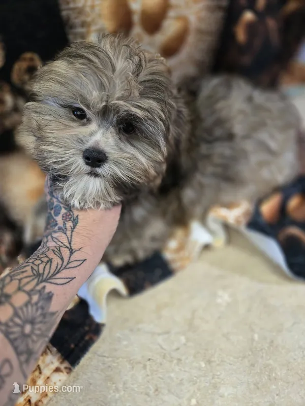 kane – Shih Tzu, Shorkie puppy for sale in Edwardsville, IL