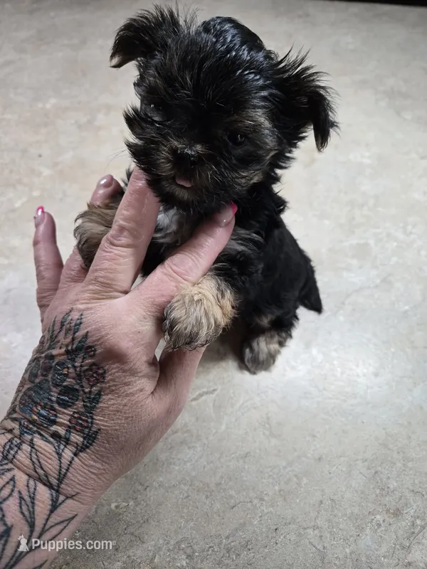 brittany – Shih Tzu, Yorkshire Terrier puppy on hold in Edwardsville, IL