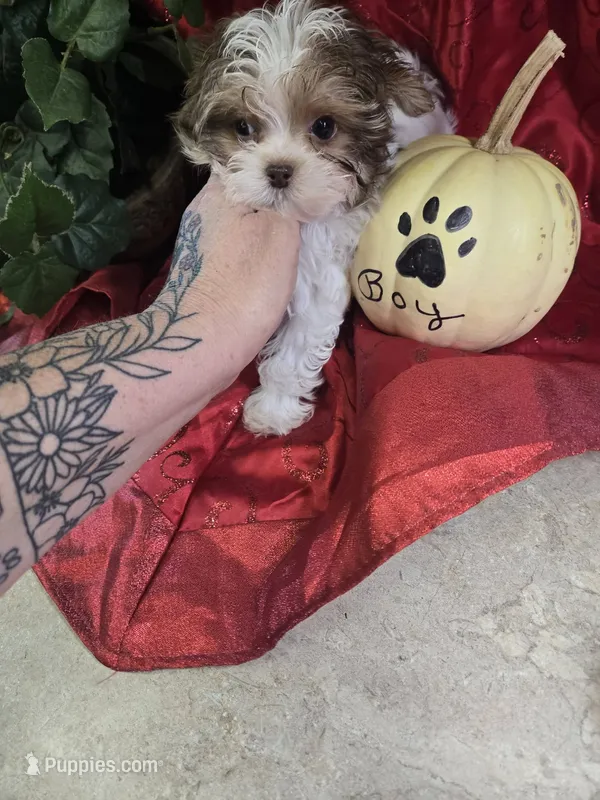 nitro – Shih Tzu, Yorkshire Terrier puppy for sale in Edwardsville, IL