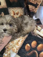 kane, a male Shih Tzu and Shorkie for sale in Edwardsville, IL – 1 of 3