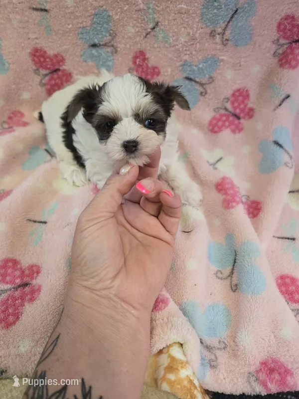 nikki – Shih Tzu, Yorkshire Terrier puppy for sale in Edwardsville, IL
