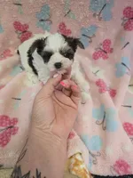 nikki, a female Shih Tzu and Yorkshire Terrier for sale in Edwardsville, IL – 1 of 1