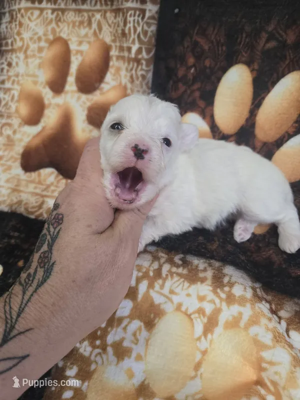 loki – Yorkipoo puppy for sale in Edwardsville, IL