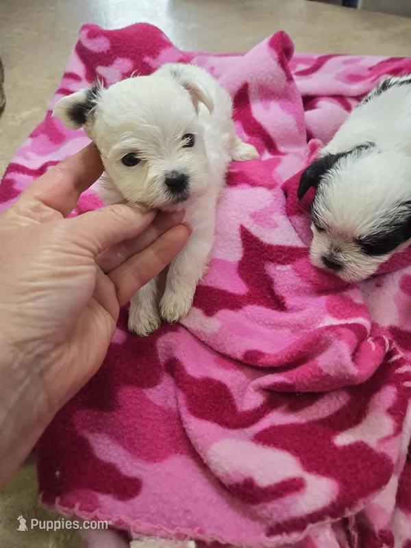pixie – Yorkshire Terrier, Shorkie puppy for sale in Edwardsville, IL