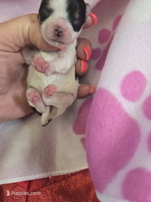 sierra – Yorkshire Terrier puppy for sale in Edwardsville, IL
