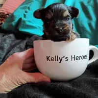 howie, a male Yorkshire Terrier and Brussels Griffon for sale in Edwardsville, IL – 6 of 9