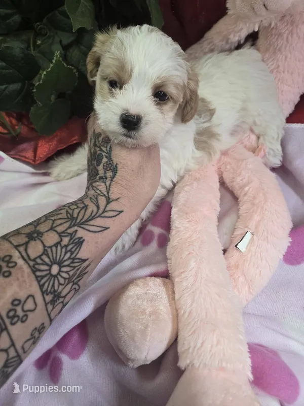 bella – Shihpoo puppy for sale in Edwardsville, IL