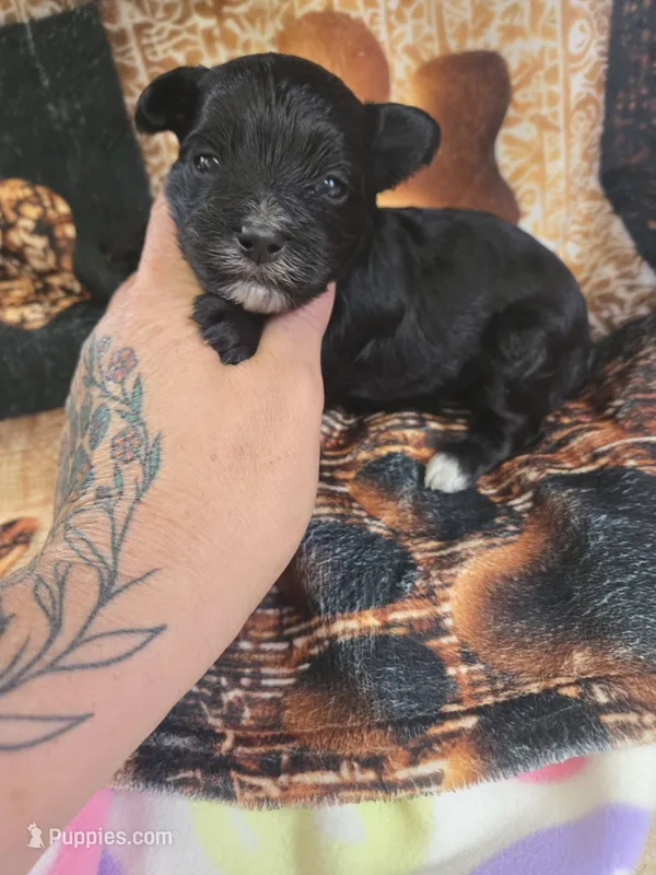 barkley – Shihpoo puppy for sale in Edwardsville, IL