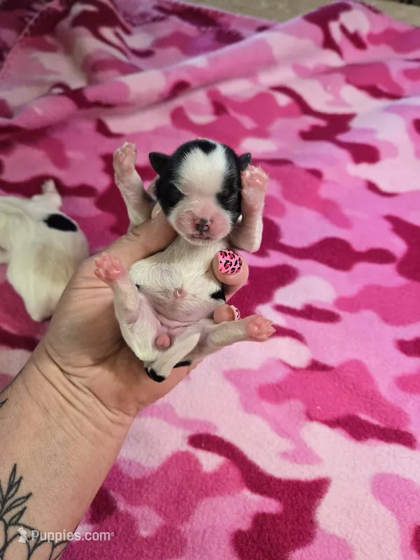 vana – Shorkie puppy for sale in Edwardsville, IL