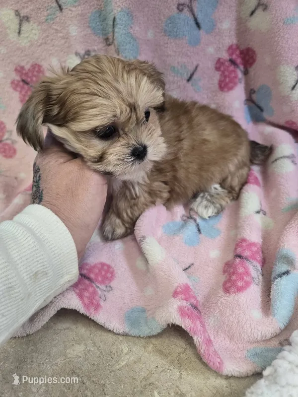 kaylee – Shih Tzu, Shorkie puppy for sale in Edwardsville, IL
