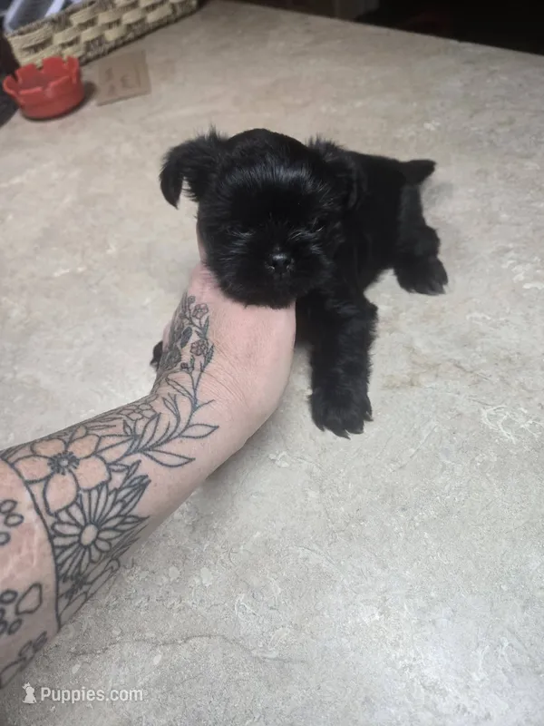 phantom – Shorkie puppy for sale in Edwardsville, IL