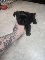 phantom, a male Shorkie for sale in Edwardsville, IL – 3 of 3