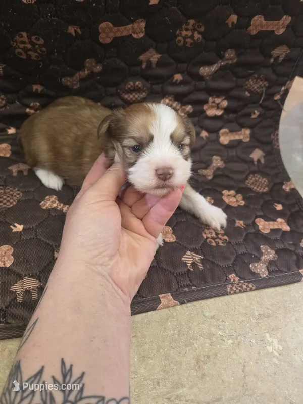 marco – Shorkie puppy for sale in Edwardsville, IL