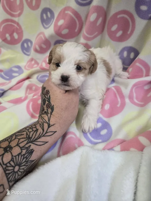 bella – Shihpoo puppy for sale in Edwardsville, IL