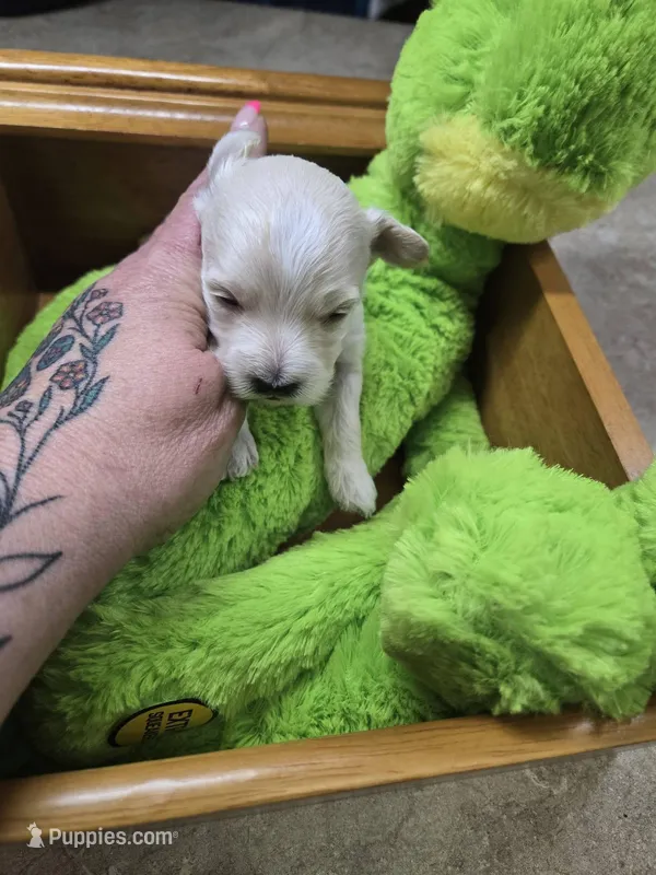 leo – Yorkipoo puppy for sale in Edwardsville, IL