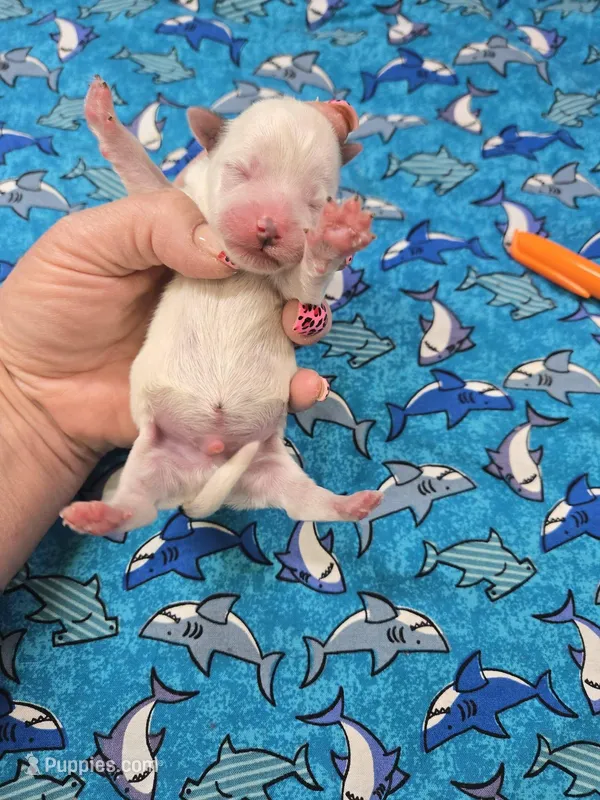 preston – Yorkshire Terrier, Shorkie puppy for sale in Edwardsville, IL