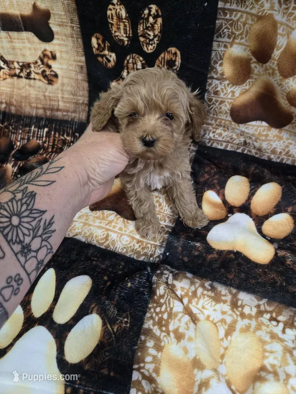 riley – Yorkipoo puppy for sale in Edwardsville, IL