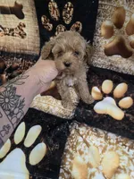 riley, a male Yorkipoo for sale in Edwardsville, IL – 1 of 3