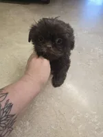 posie, a female Yorkshire Terrier and Shorkie for sale in Edwardsville, IL – Photo 2 of 4