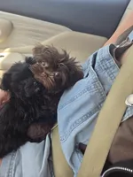 posie, a female Yorkshire Terrier and Shorkie for sale in Edwardsville, IL – Photo 1 of 4