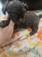 posie, a female Yorkshire Terrier and Shorkie for sale in Edwardsville, IL – Photo 3 of 4