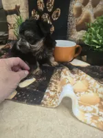 howie, a male Yorkshire Terrier and Brussels Griffon for sale in Edwardsville, IL – 2 of 9