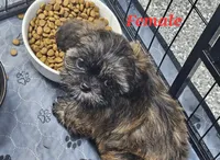 haddie, a female Shih Tzu and Shorkie for sale in Edwardsville, IL – 1 of 2