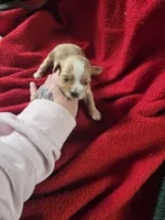 bailey, a female Shihpoo for sale in Edwardsville, IL – Photo 3 of 3