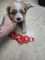 bailey, a female Shihpoo for sale in Edwardsville, IL – Photo 2 of 3
