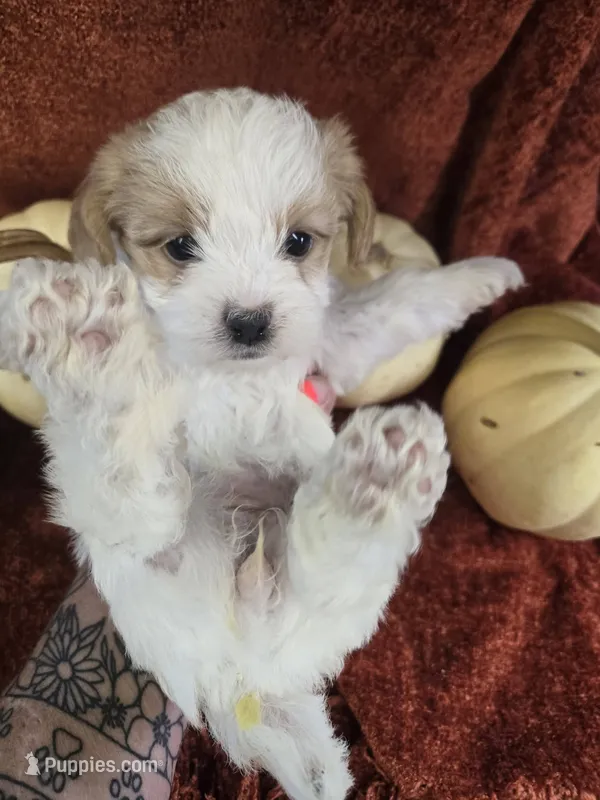 bella – Shihpoo puppy for sale in Edwardsville, IL