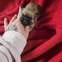 pebbles, a female Shih Tzu and Shorkie for sale in Edwardsville, IL – Photo 3 of 3