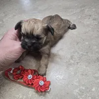 pebbles, a female Shih Tzu and Shorkie for sale in Edwardsville, IL – Photo 2 of 3