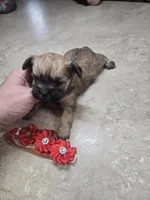 pebbles, a female Shih Tzu and Shorkie for sale in Edwardsville, IL – Photo 2 of 3