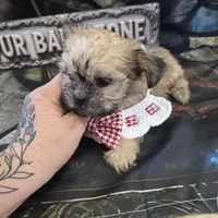 pebbles, a female Shih Tzu and Shorkie for sale in Edwardsville, IL – Photo 1 of 3