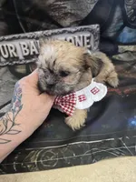 pebbles, a female Shih Tzu and Shorkie for sale in Edwardsville, IL – Photo 1 of 3