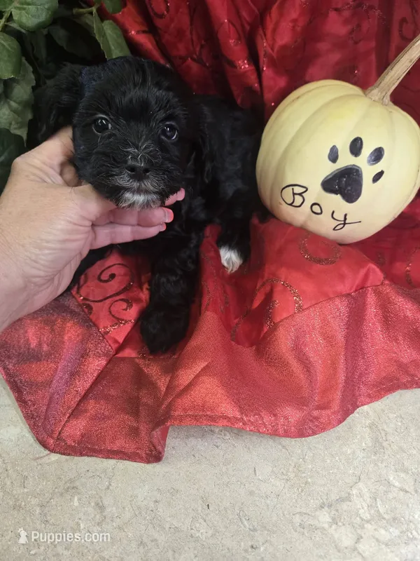 barkley – Shihpoo puppy for sale in Edwardsville, IL