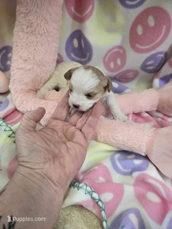 bella – Shihpoo puppy for sale in Edwardsville, IL