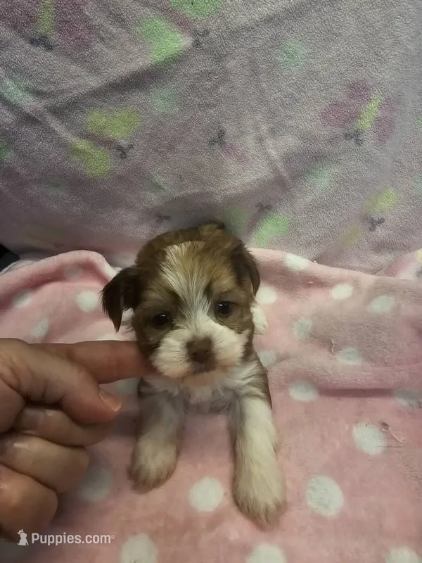 myra – Yorkshire Terrier, Shorkie puppy for sale in Edwardsville, IL