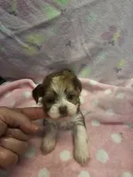 myra, a female Yorkshire Terrier and Shorkie for sale in Edwardsville, IL – 2 of 3