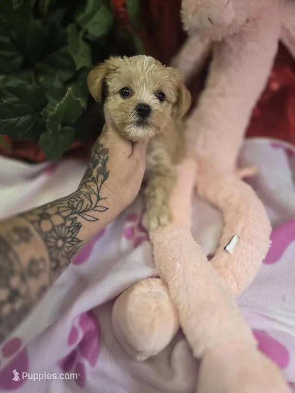 bonnie – Shihpoo puppy for sale in Edwardsville, IL