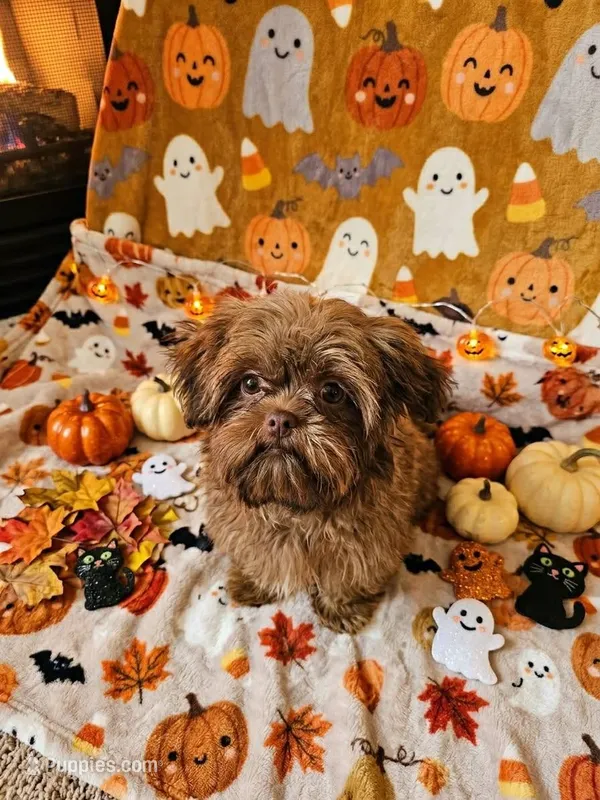 hudson – Shih Tzu, Shorkie puppy for sale in Edwardsville, IL