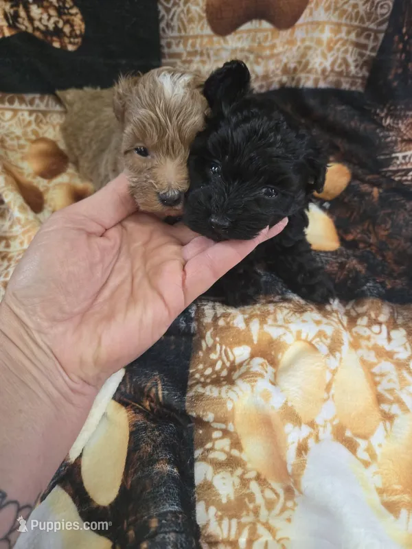 river – Yorkipoo puppy on hold in Edwardsville, IL