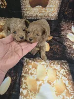 ridley, a male Yorkipoo for sale in Edwardsville, IL – 2 of 3