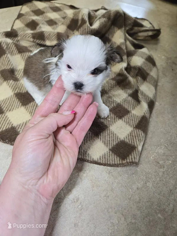 vinny – Shorkie puppy for sale in Edwardsville, IL