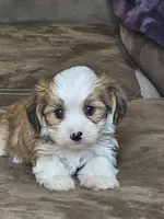 munchie, a male Shorkie for sale in Edwardsville, IL – 1 of 3