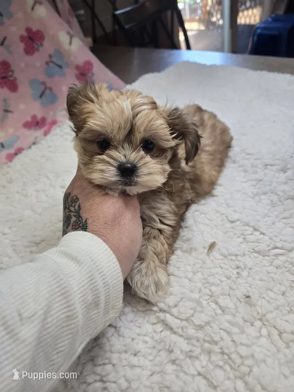 korbin – Shih Tzu, Shorkie puppy for sale in Edwardsville, IL