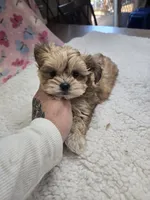 korbin, a male Shih Tzu and Shorkie for sale in Edwardsville, IL – 2 of 3